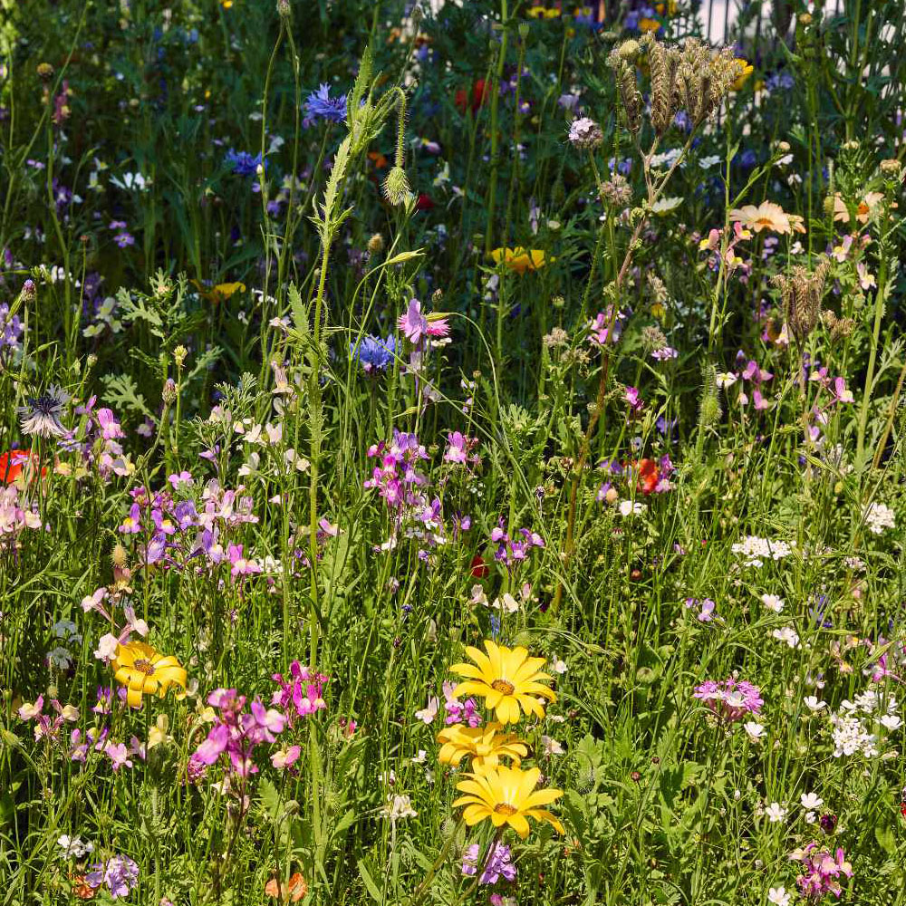 Oma's Blumenwiese