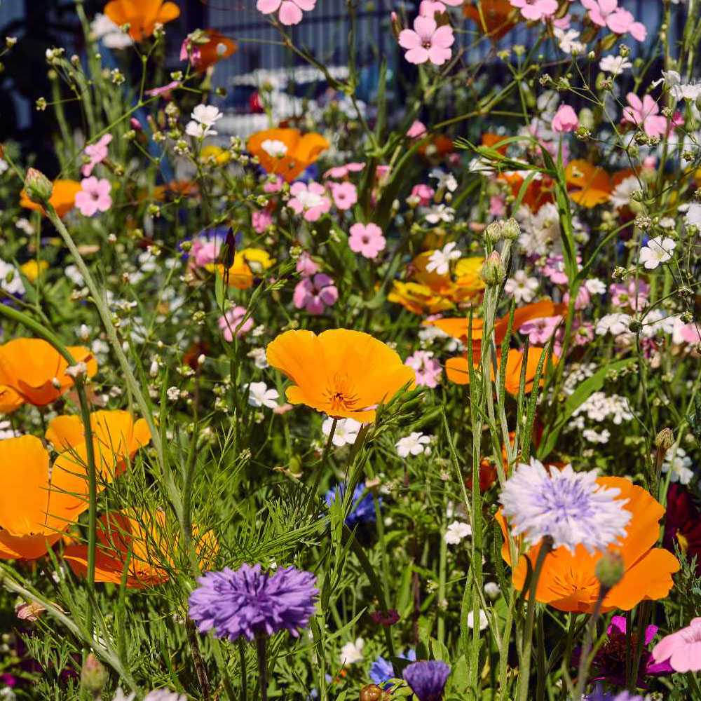 Blumenwiese Bienen Bar