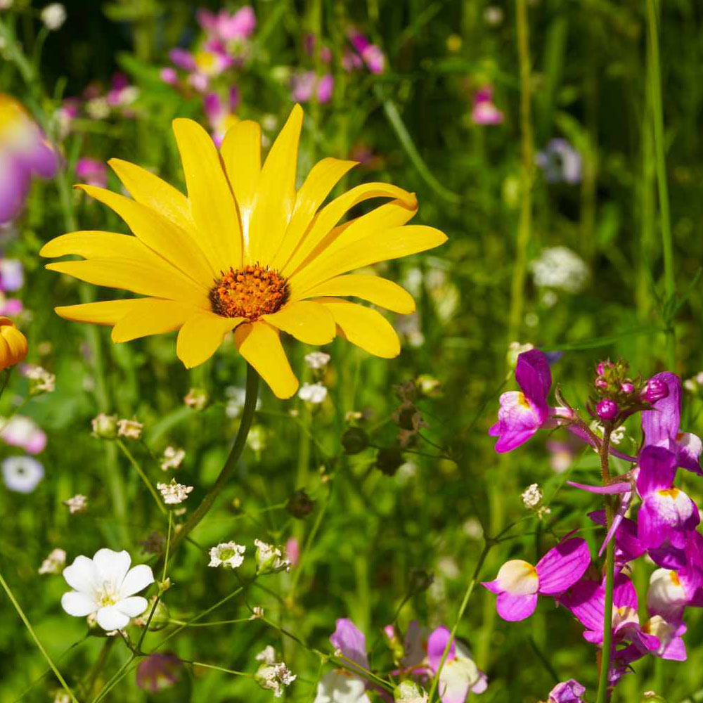 Blumenwiese Honigtraum